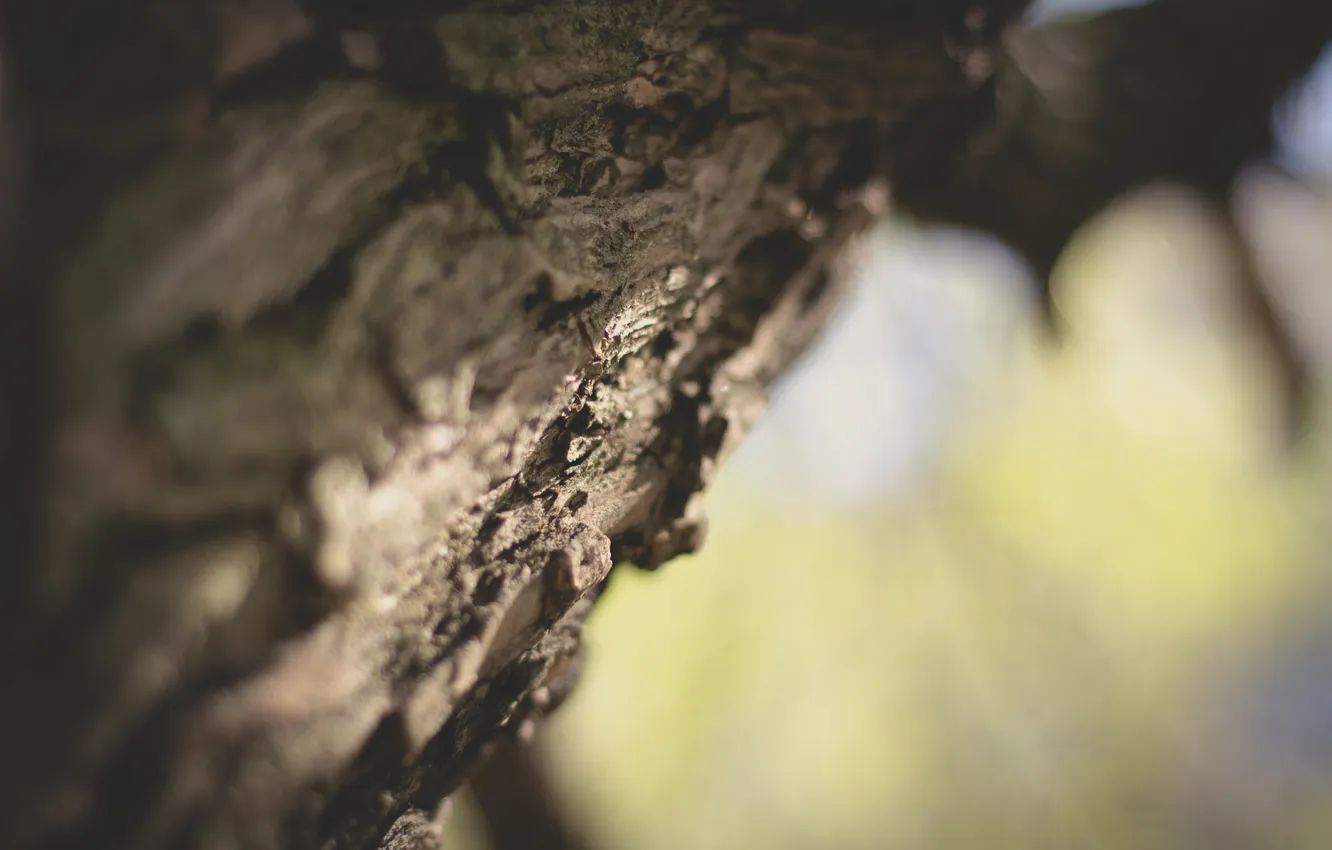 Photo wallpaper macro, tree, blurred