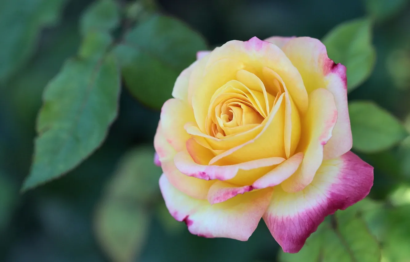 Photo wallpaper macro, roses, buds