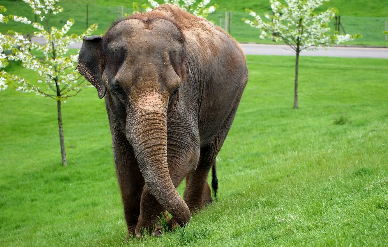 Photo wallpaper grass, trees, elephant, color, blur, mammal