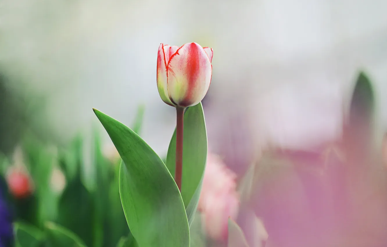 Photo wallpaper flowers, nature, tulips