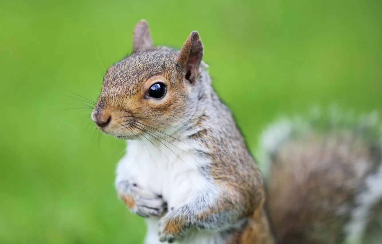 Photo wallpaper look, green, background, muzzle, Protein, rodent, squirrel