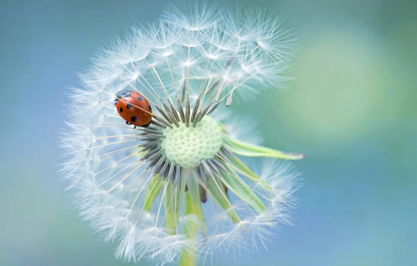 Photo wallpaper dandelion, ladybug, ladybug, dandelion, Jacky Parker