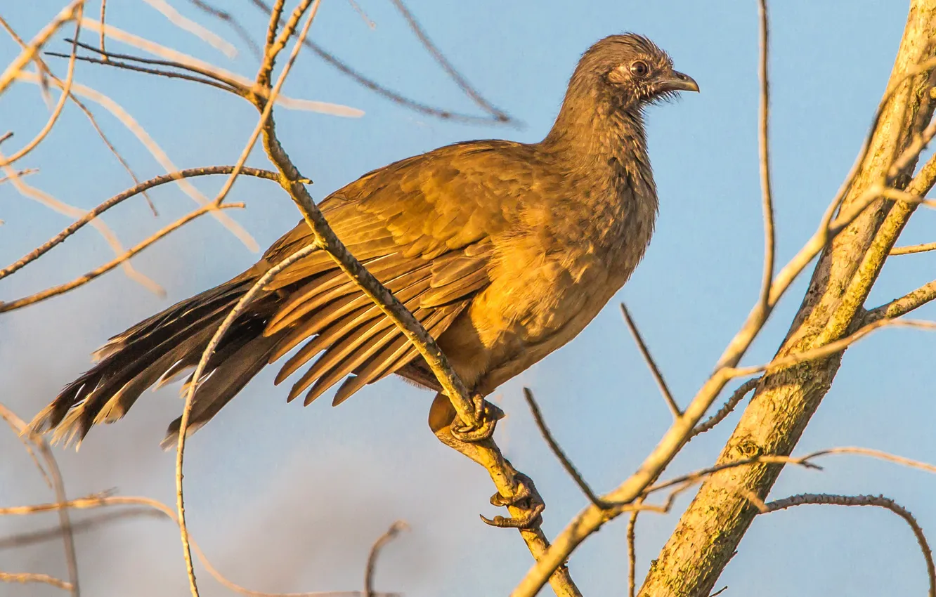 Photo wallpaper branches, bird, tail, burocrata chachalaca