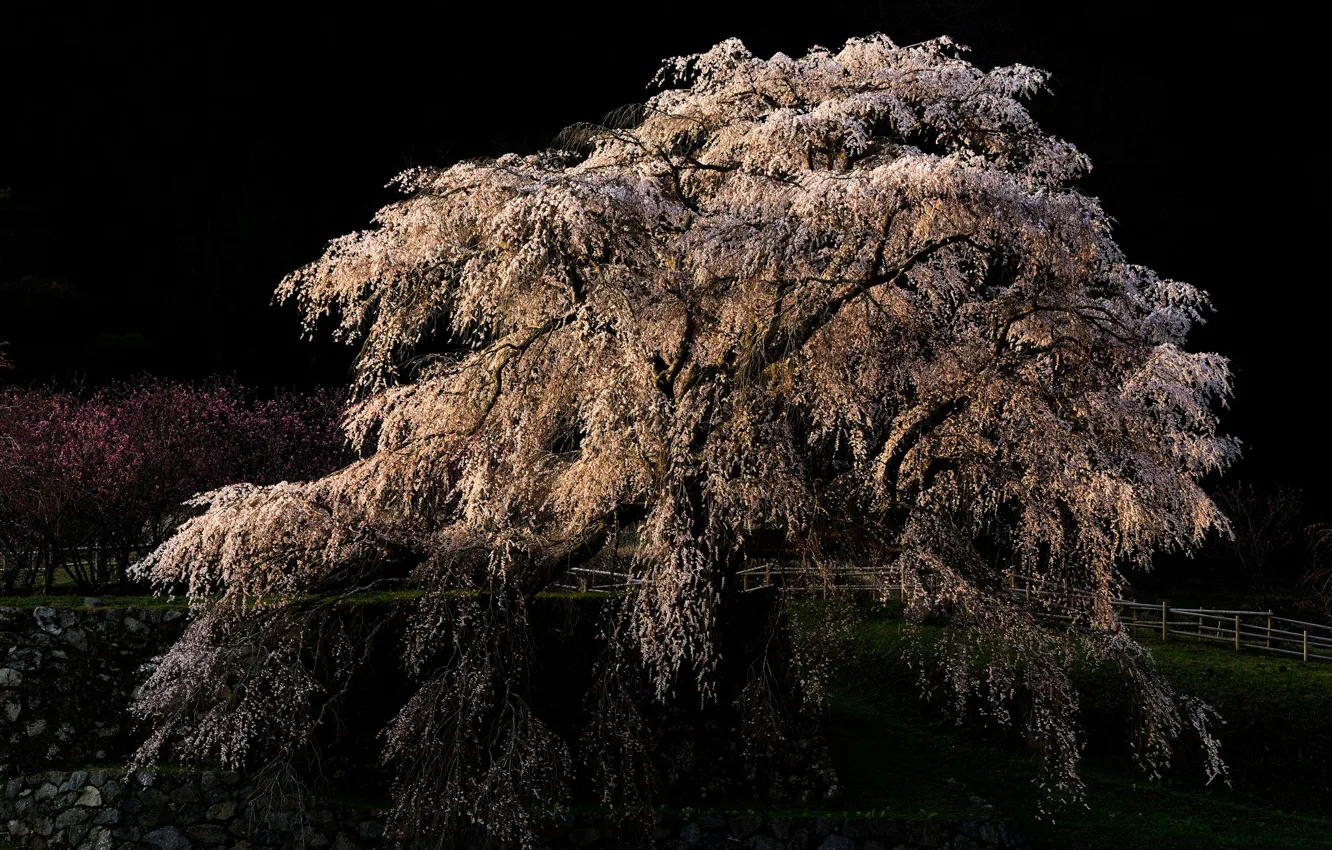 Photo wallpaper leaves, trees, cherry, spring, flowering, Cherry Blossoms, sakura