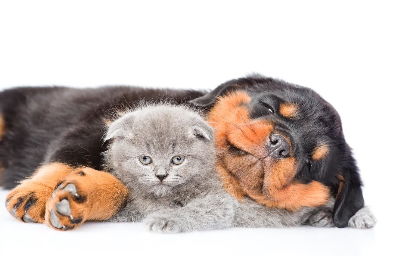 Photo wallpaper kitty, Rottweiler, puppy, Dog, Cat, Kittens