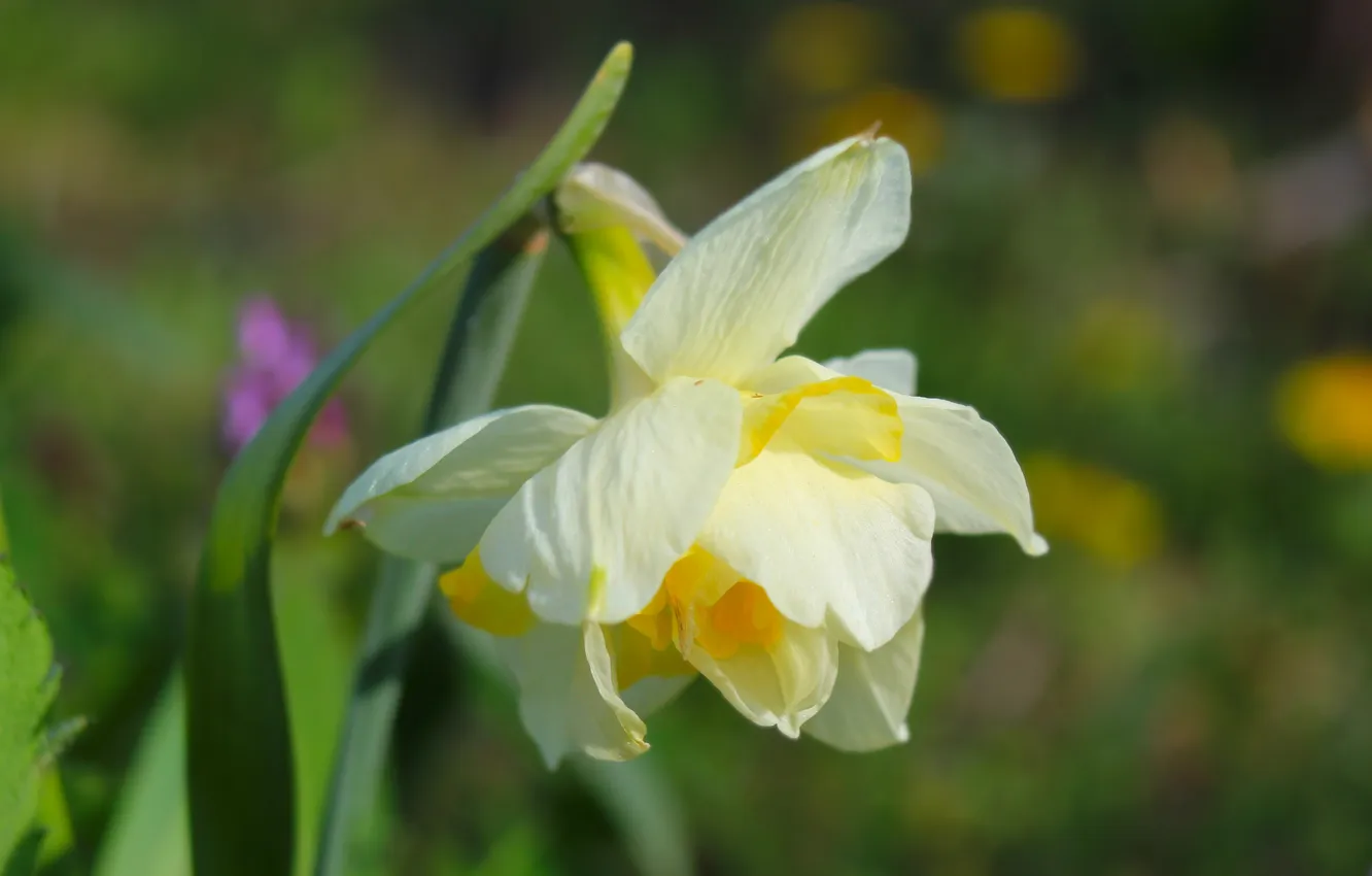 Photo wallpaper flower, spring, blooming