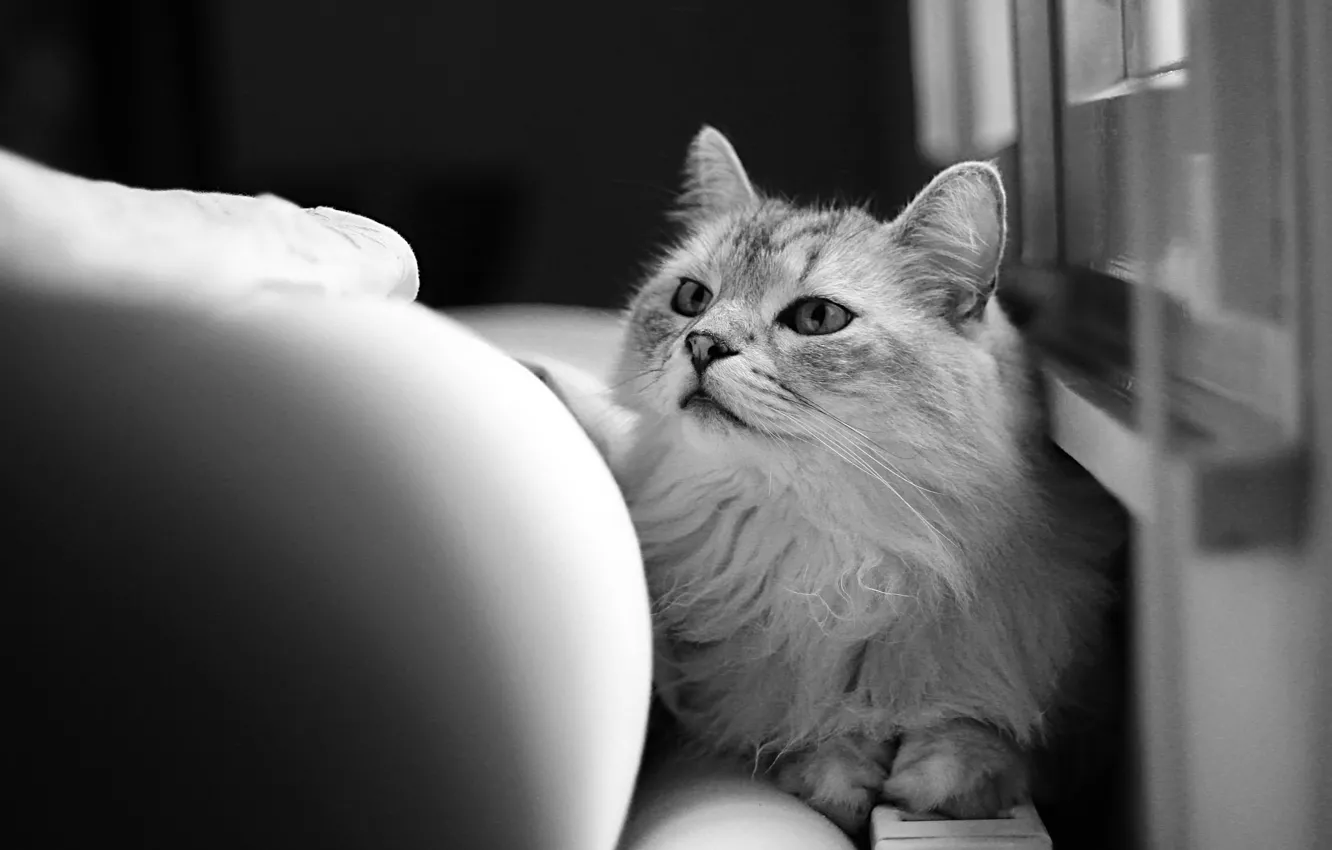 Photo wallpaper cat, cat, wool, black and white, looks