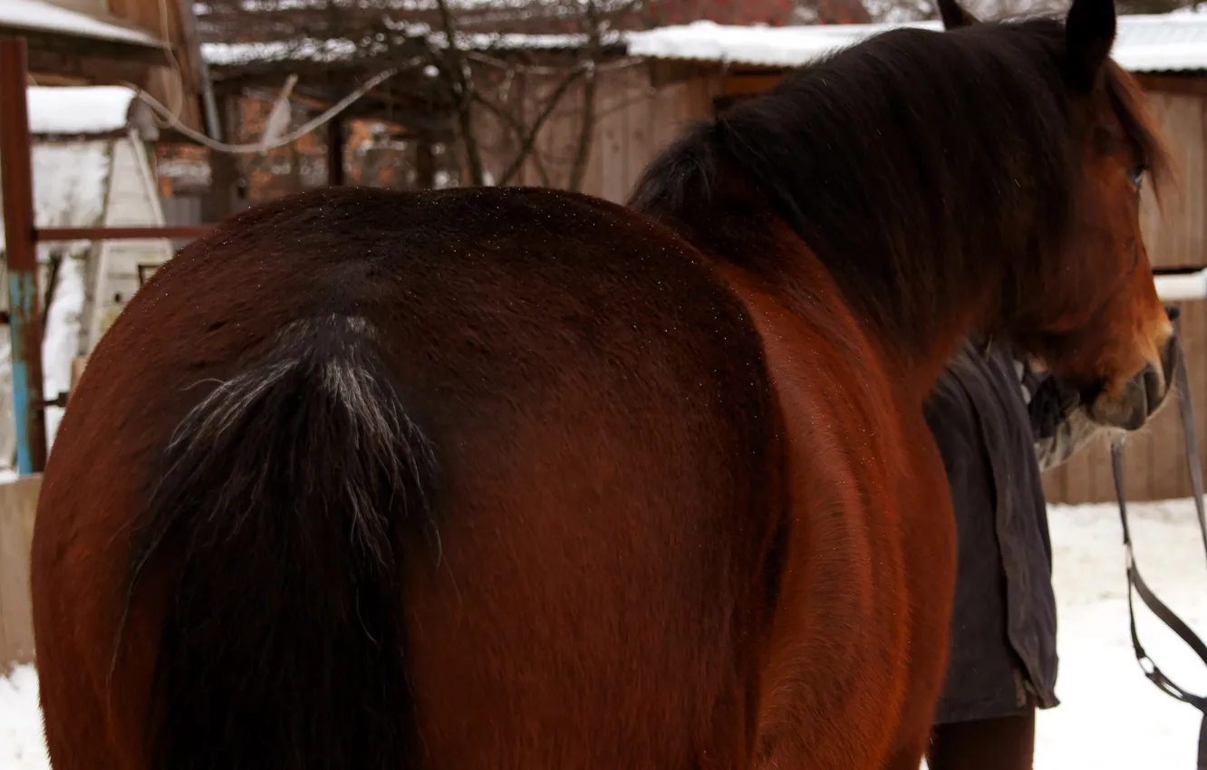 Photo wallpaper chestnut, Krupa, village, snow, winter, horse