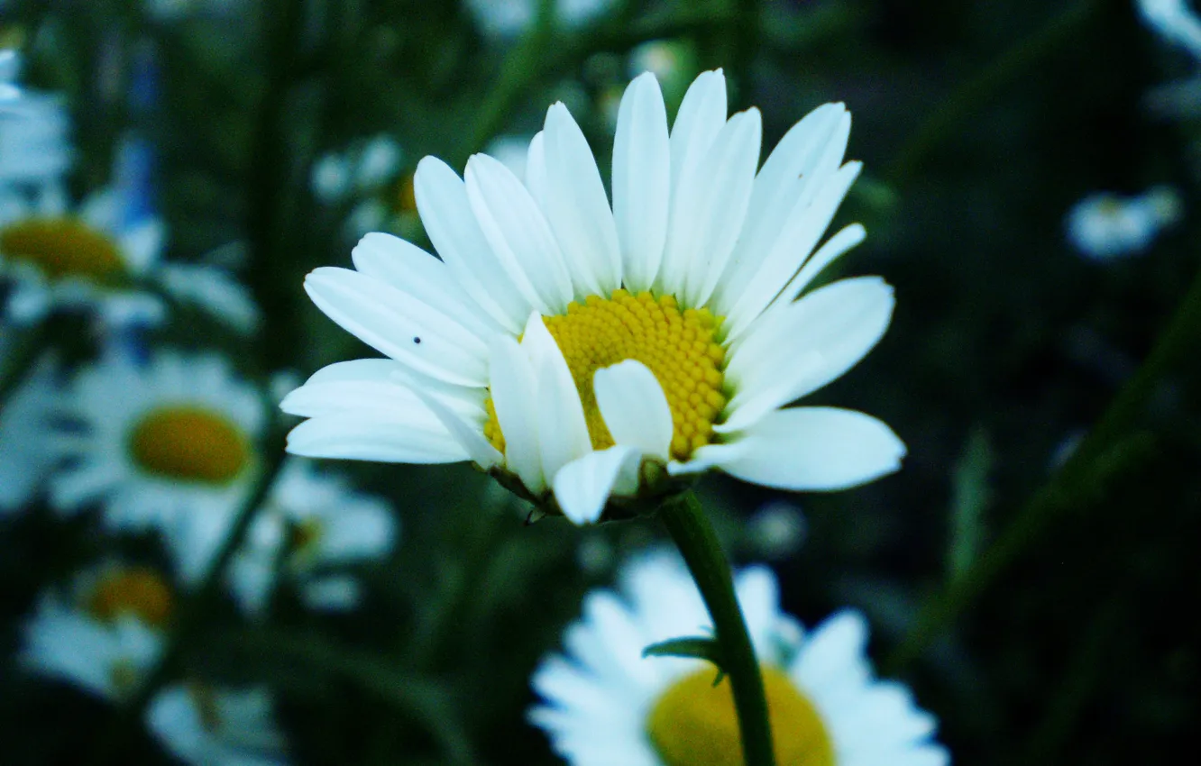 Photo wallpaper white, macro, flowers, chamomile