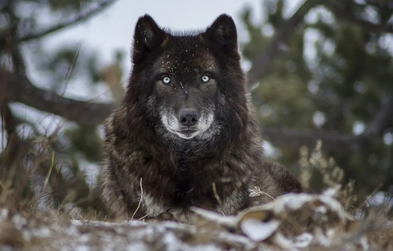 Photo wallpaper nature, Gray Wolf, face, animal, wolf, canis lupus, wildlife, head