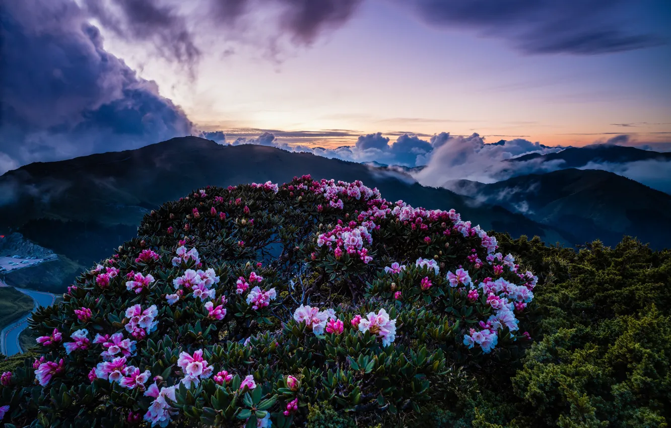 Photo wallpaper the sky, clouds, landscape, sunset, flowers, mountains, nature, fog