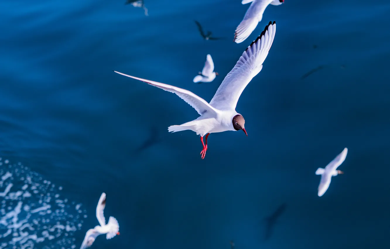 Photo wallpaper sea, flight, birds, Seagull
