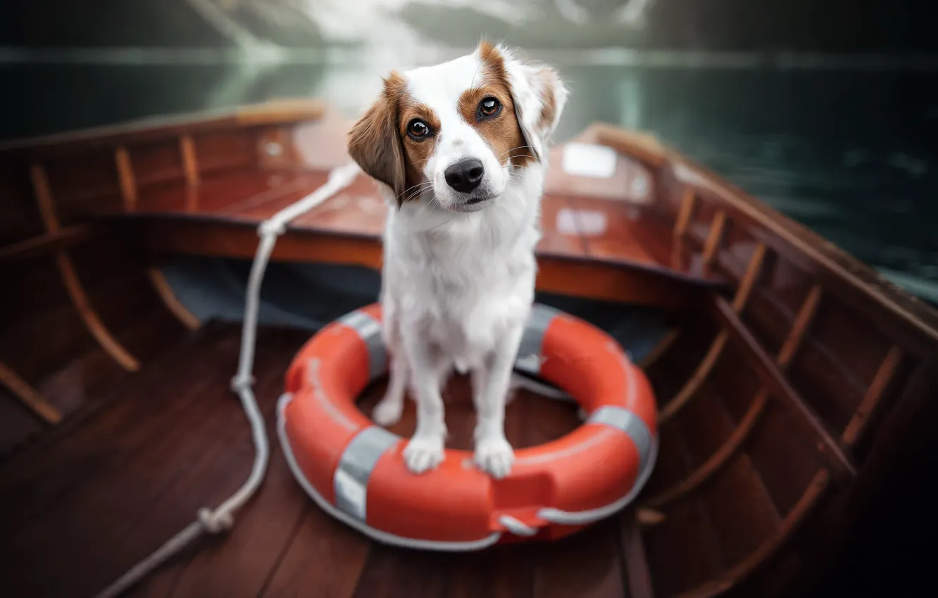 Photo wallpaper look, each, dog