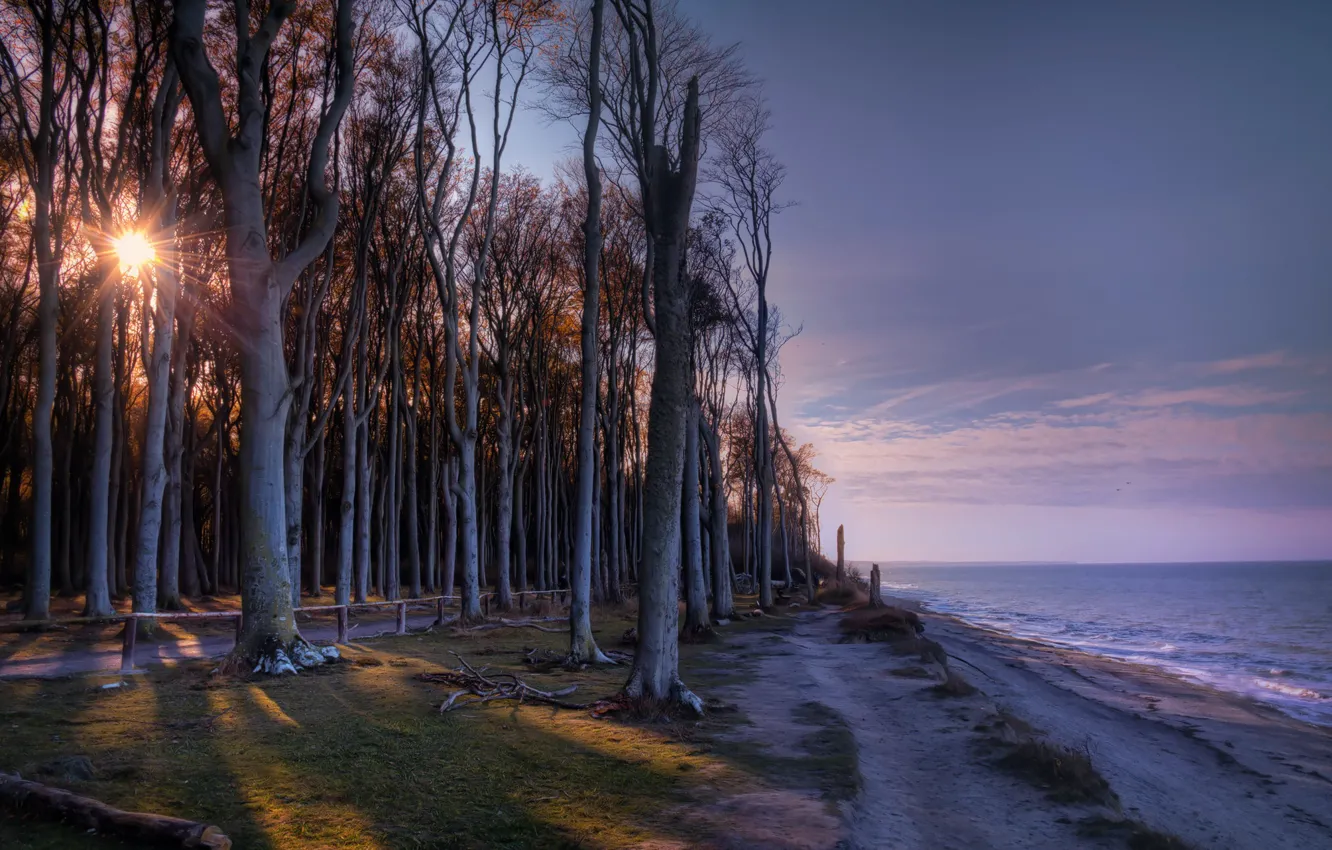 Photo wallpaper trees, shore, morning