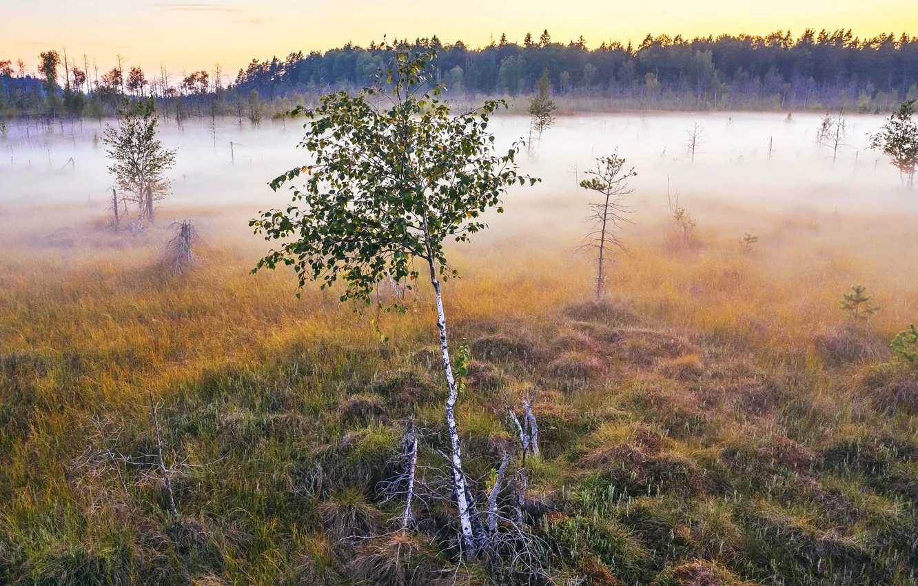 Photo wallpaper fog, morning, birch