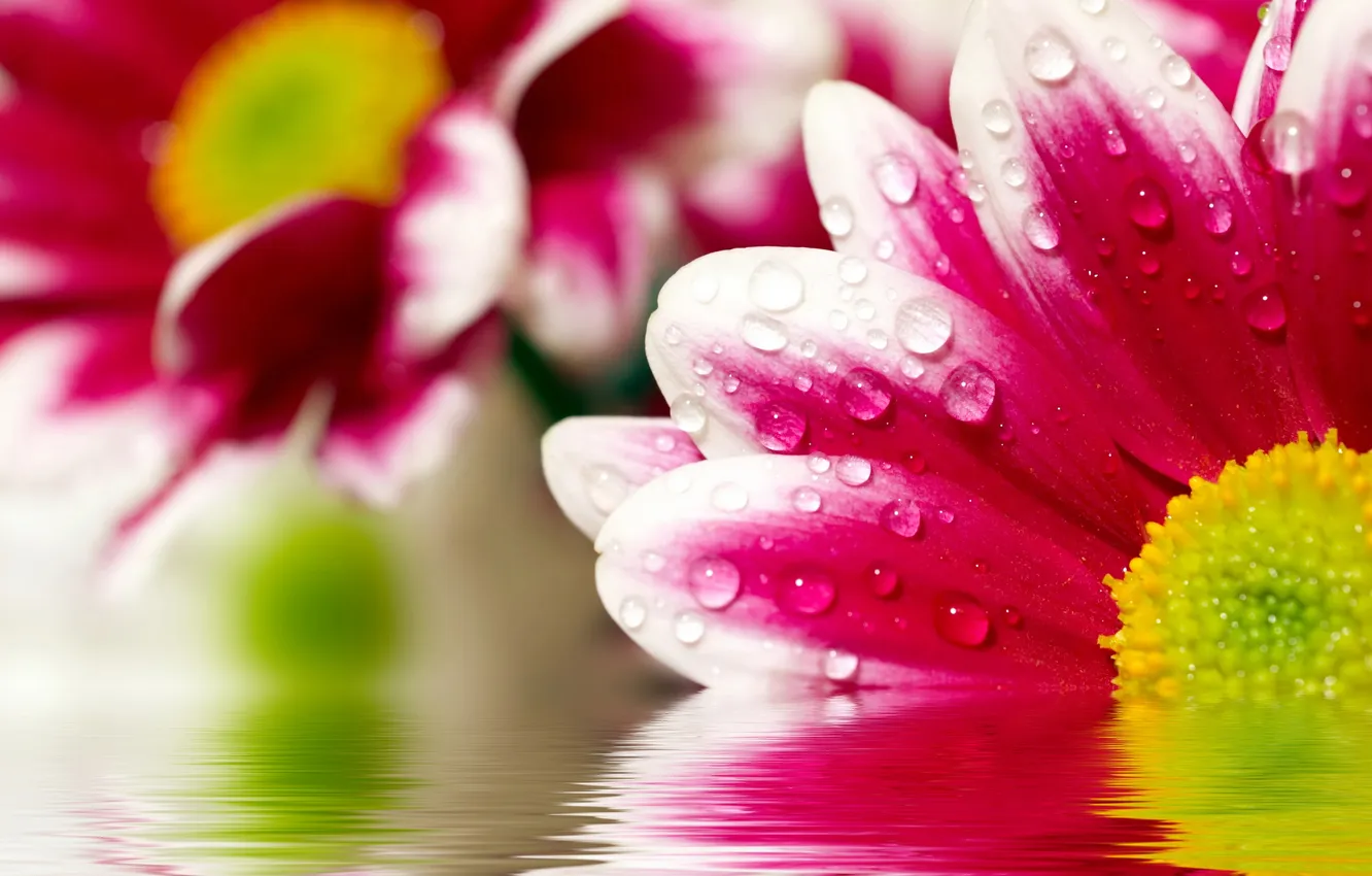 Photo wallpaper water, flowers, chrysanthemum