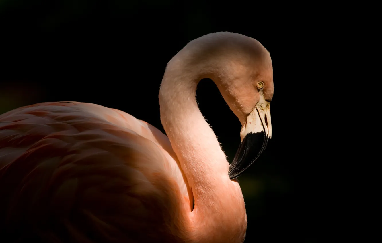 Photo wallpaper bird, profile, Flamingo