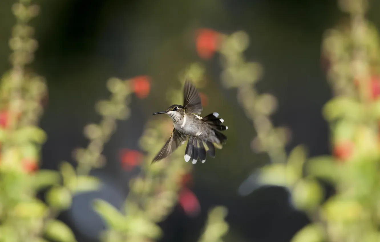 Photo wallpaper flight, nature, bird, focus, Hummingbird, turn