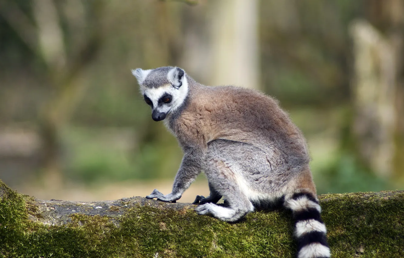 Photo wallpaper look, branches, animal, lemur