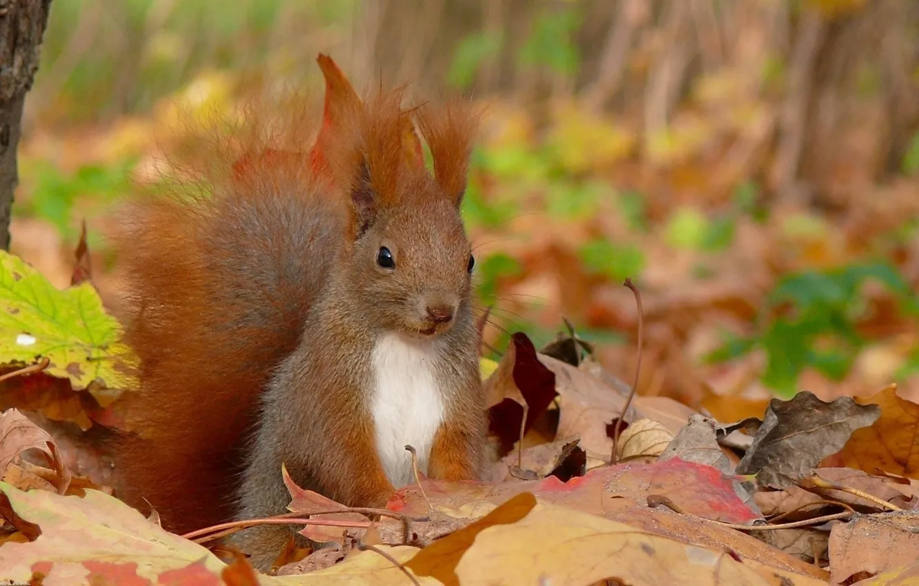 Photo wallpaper autumn, leaves, protein, squirrel