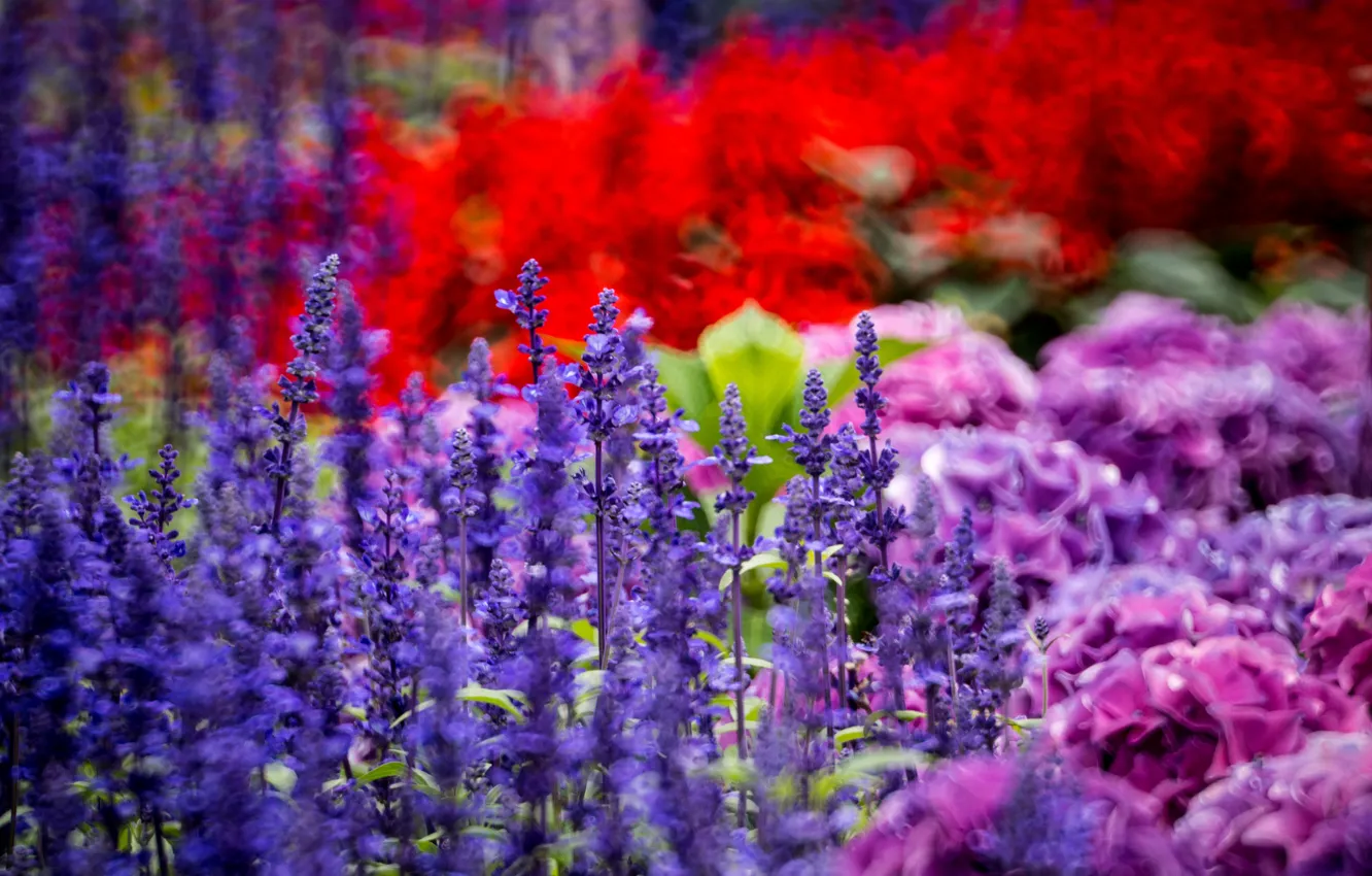 Photo wallpaper flowers, lavender, hydrangea, Hong Kong Island, the Klum, Braemar Hill