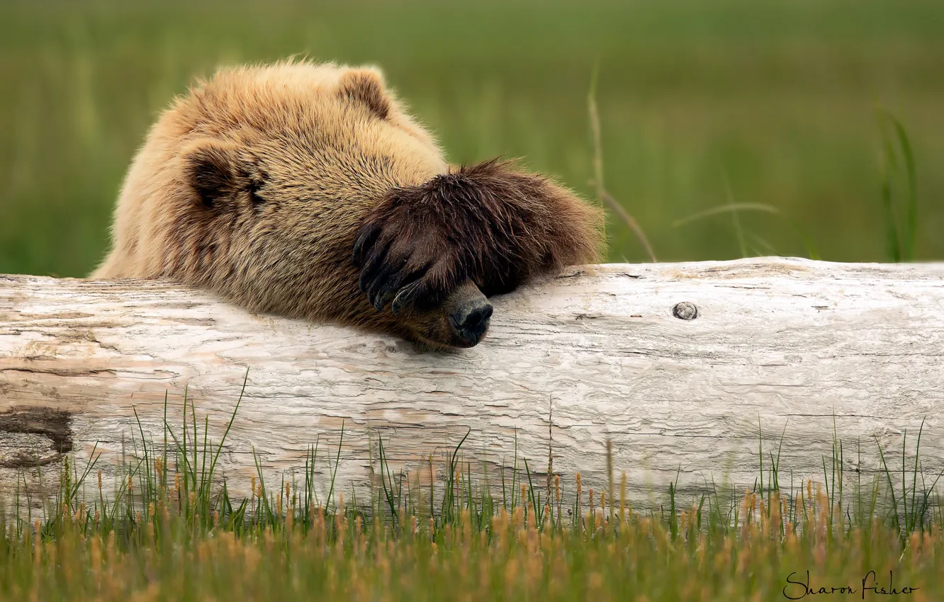 Photo wallpaper paw, bear, log