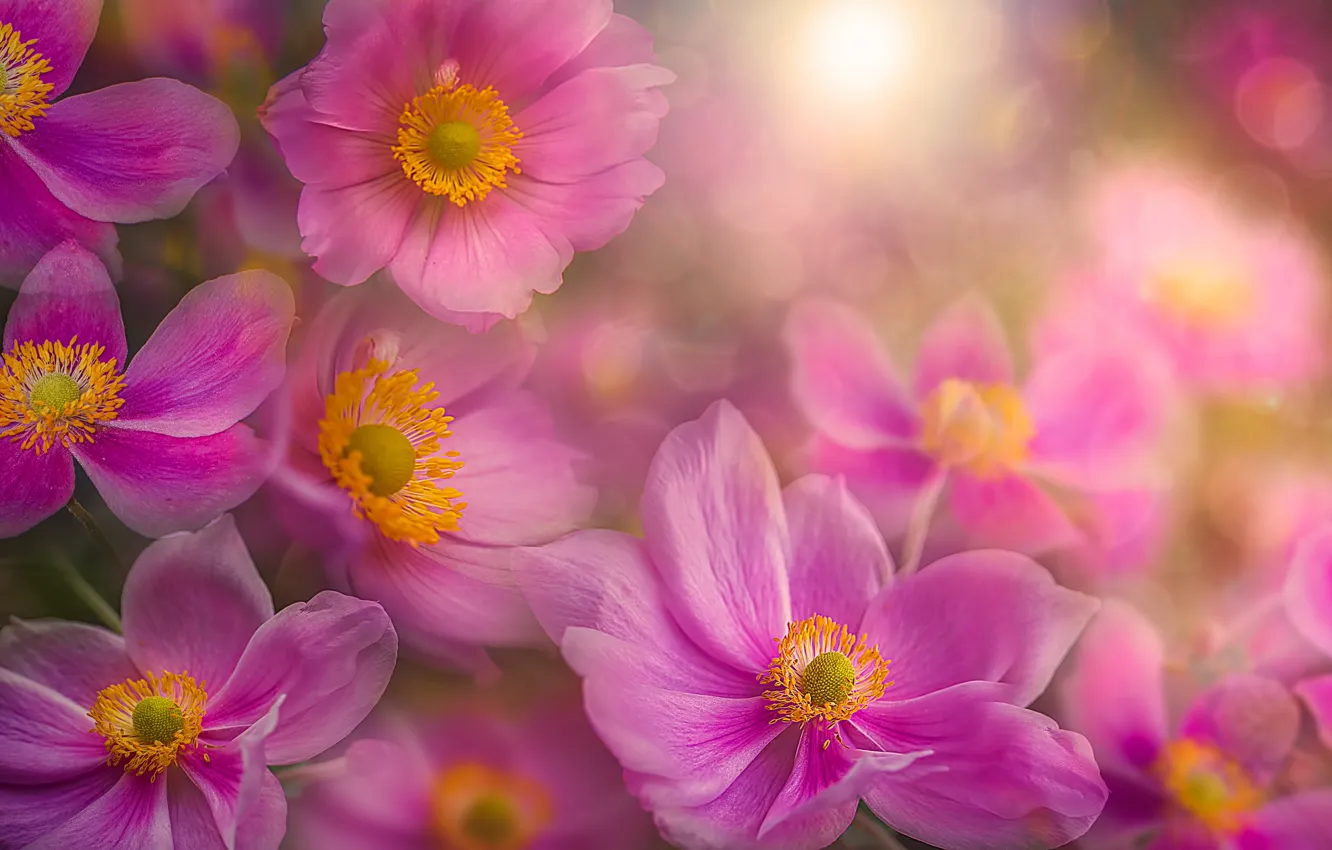 Photo wallpaper flowers, nature, background