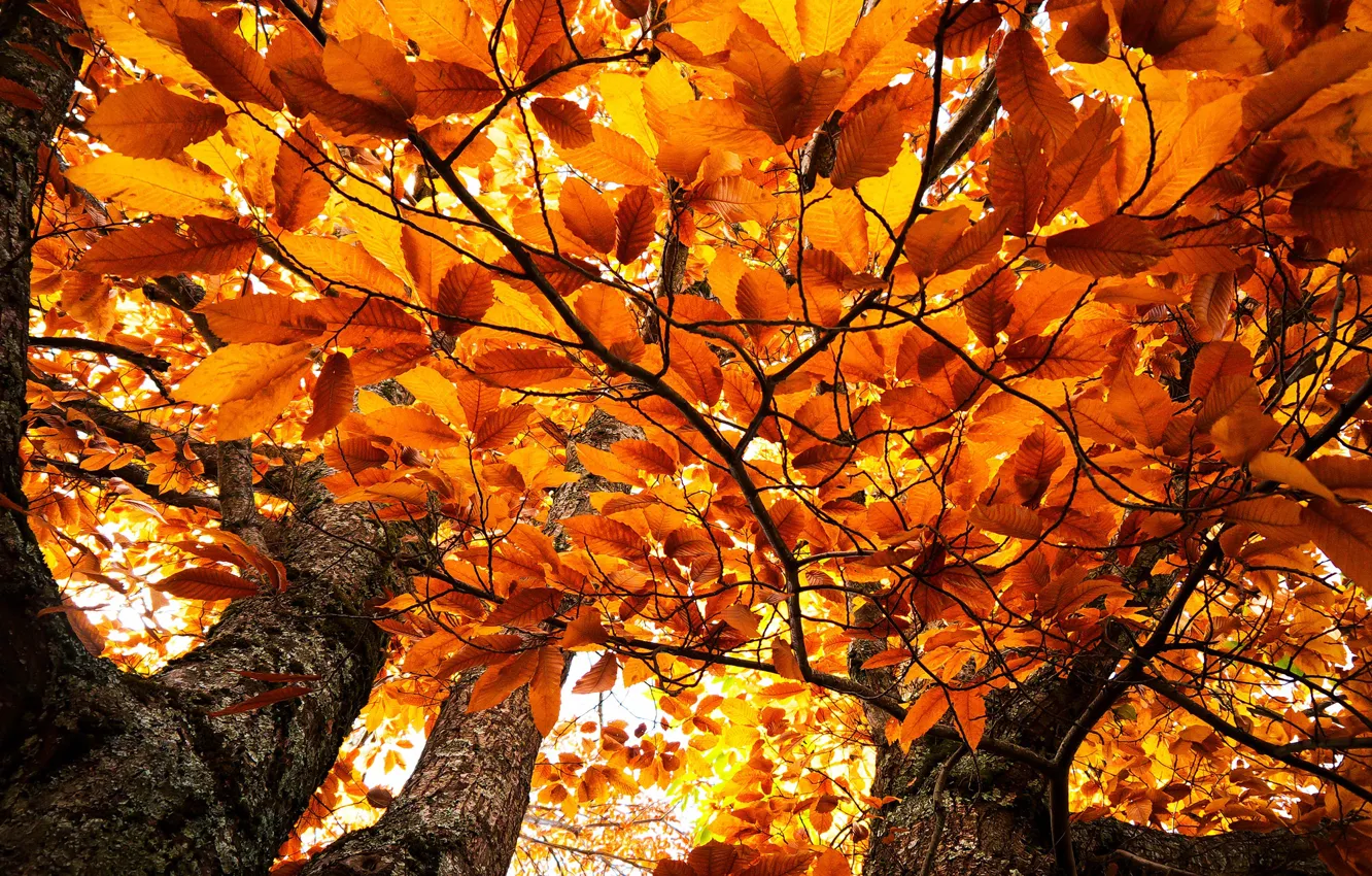 Photo wallpaper autumn, leaves, trees, orange, branches, yellow, nature, background