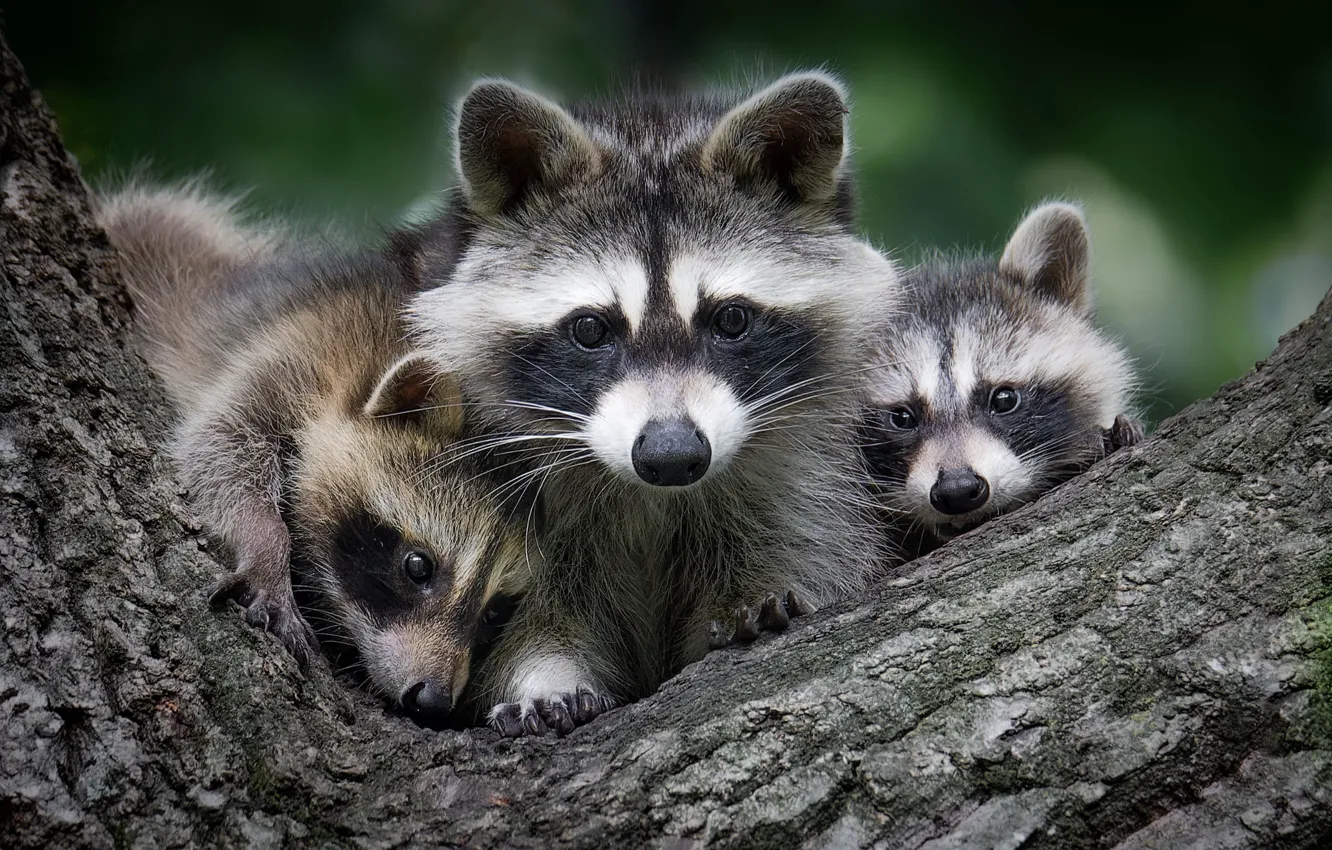 Photo wallpaper tree, raccoons, faces, cubs, Trinity