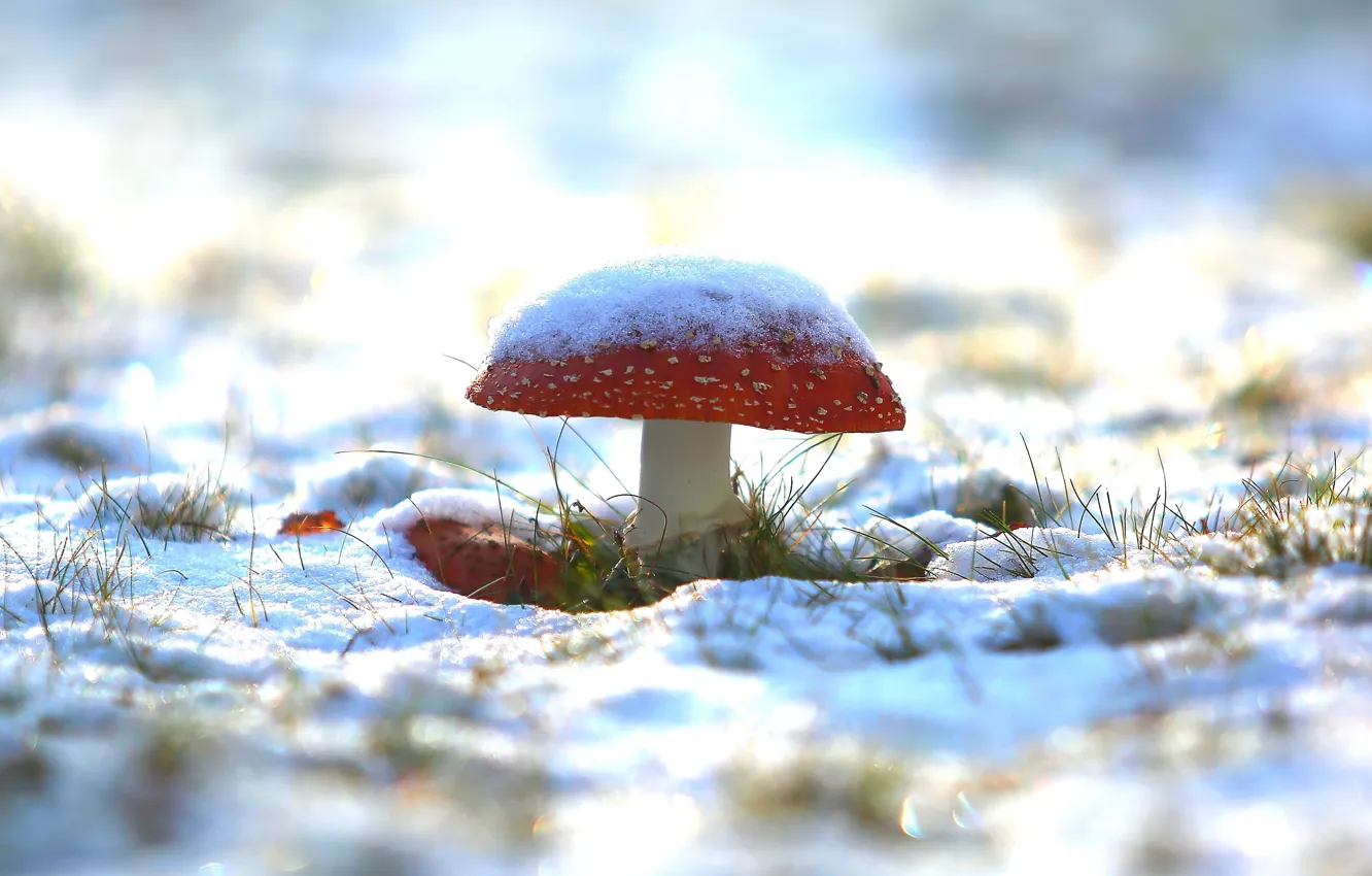 Photo wallpaper grass, snow, mushrooms, mushroom, frost, poisonous