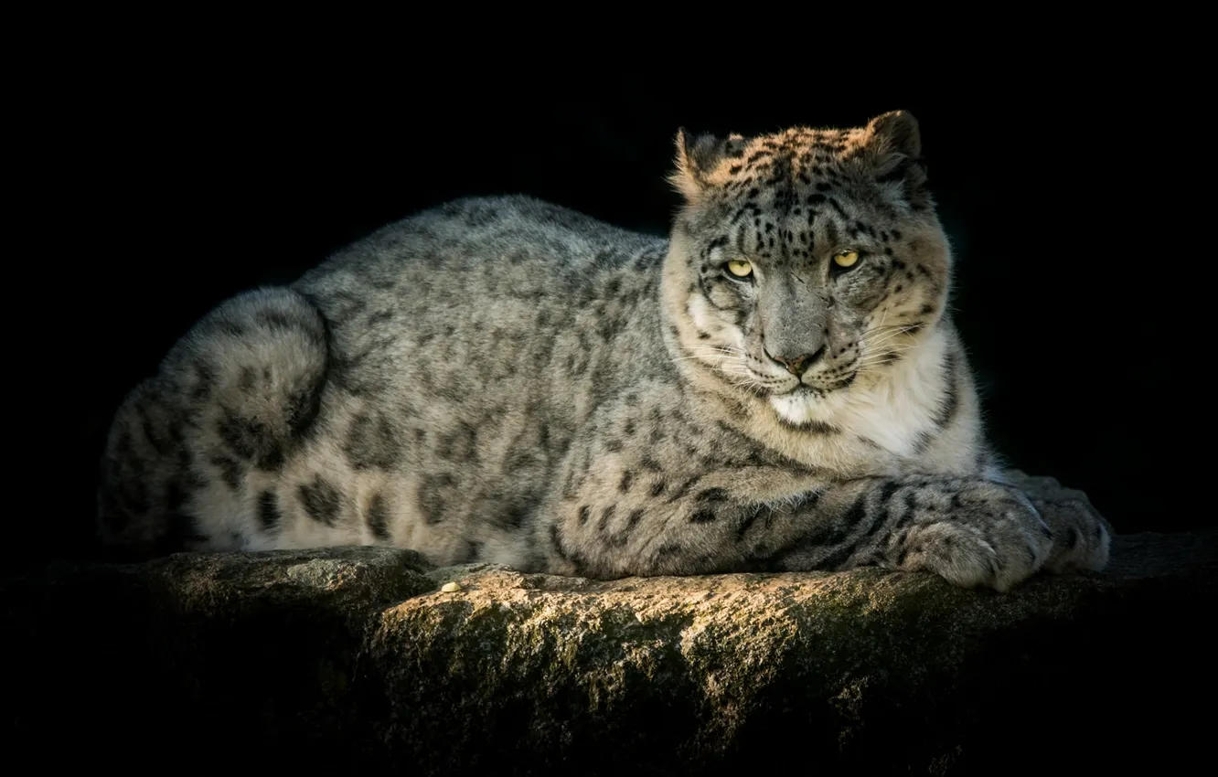Photo wallpaper predator, IRBIS, snow leopard, handsome