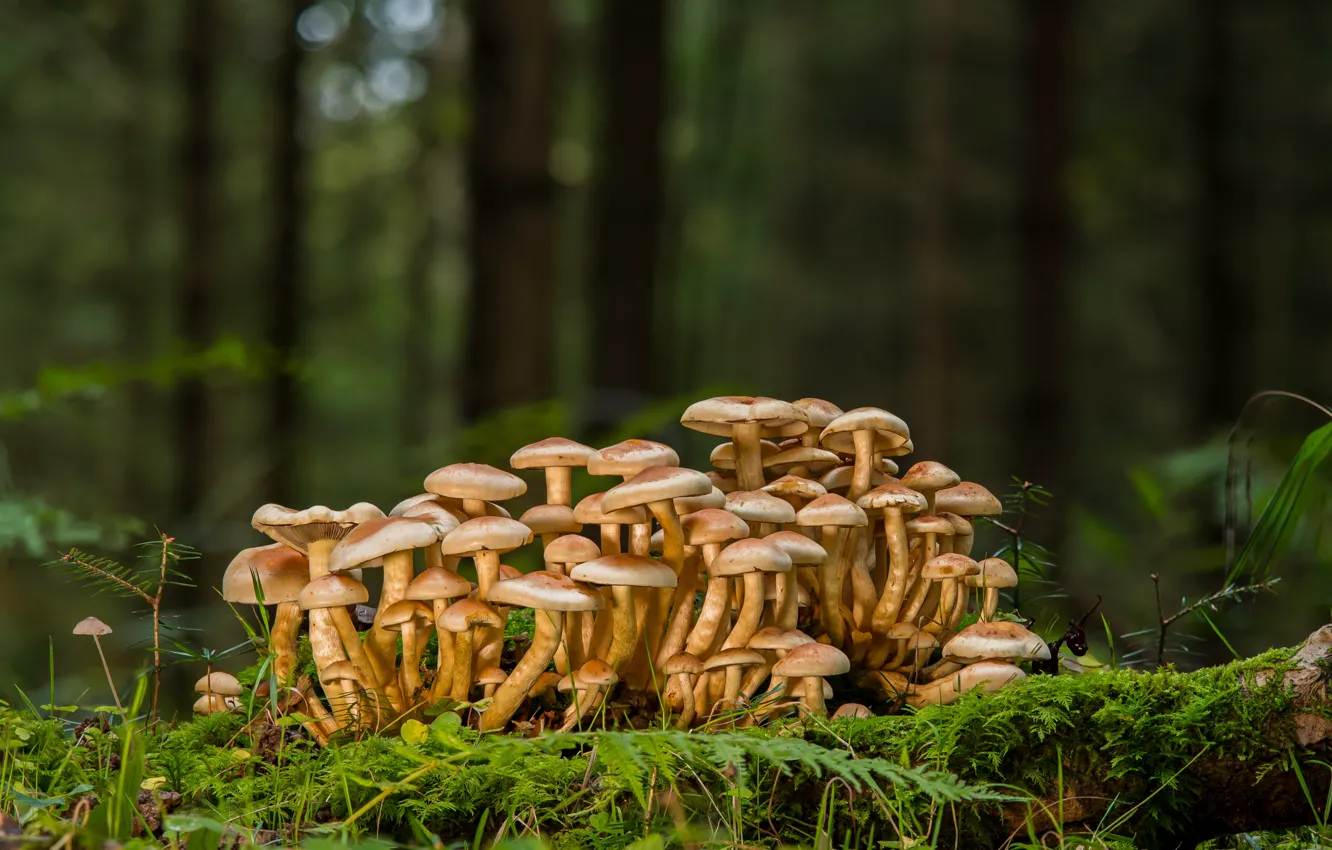 Photo wallpaper forest, mushrooms, moss