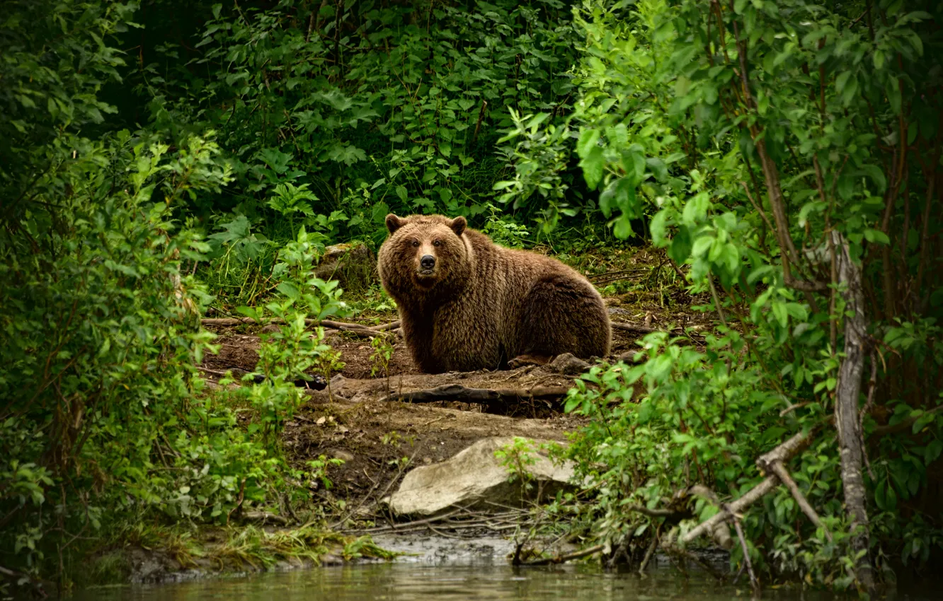 Photo wallpaper greens, forest, branches, foliage, bear, river, the bushes, brown