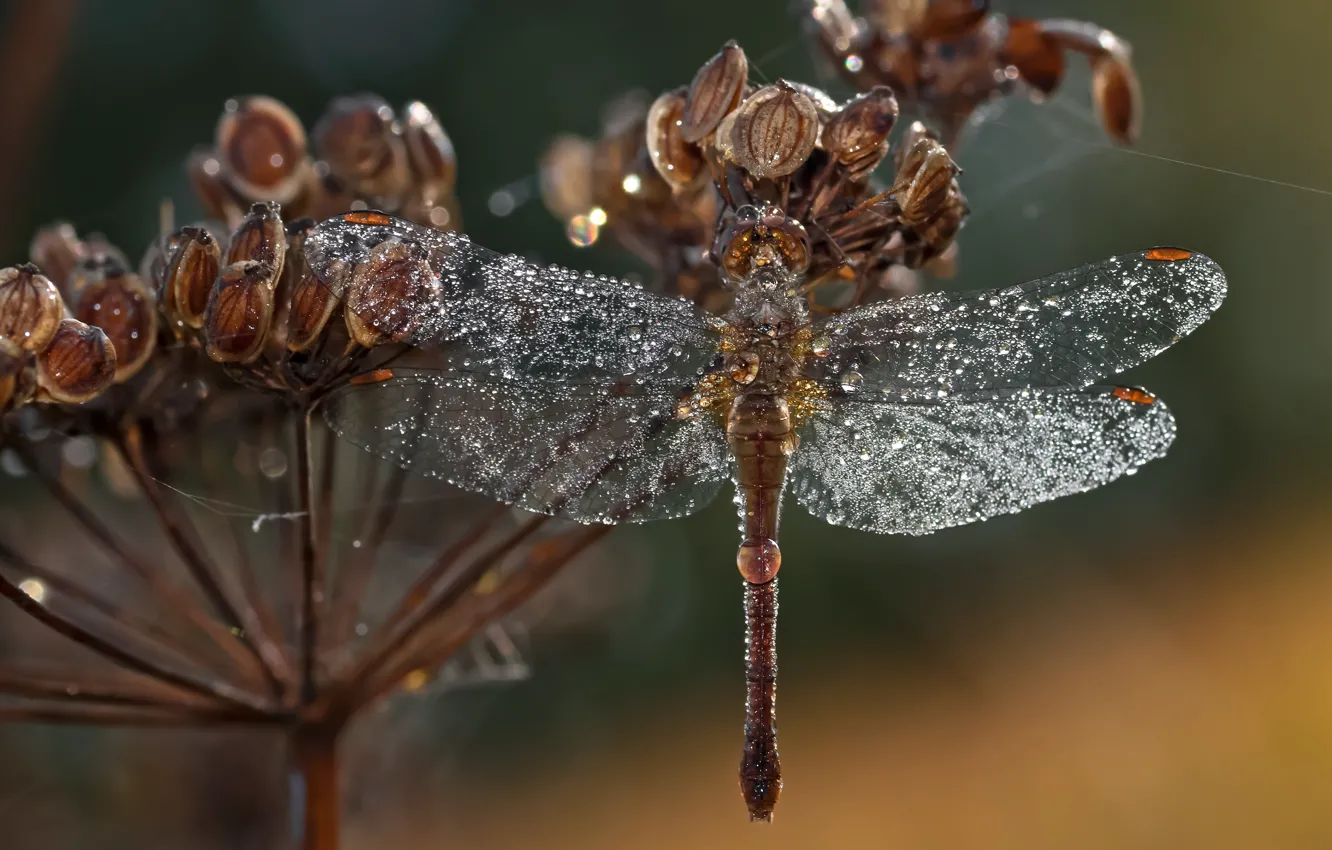 Photo wallpaper macro, dragonfly, insect
