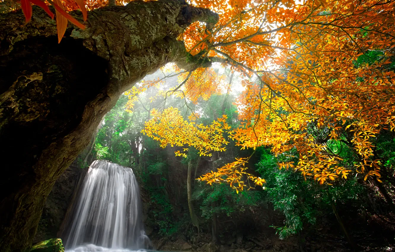 Photo wallpaper autumn, forest, leaves, trees, nature, Park, waterfall, colors