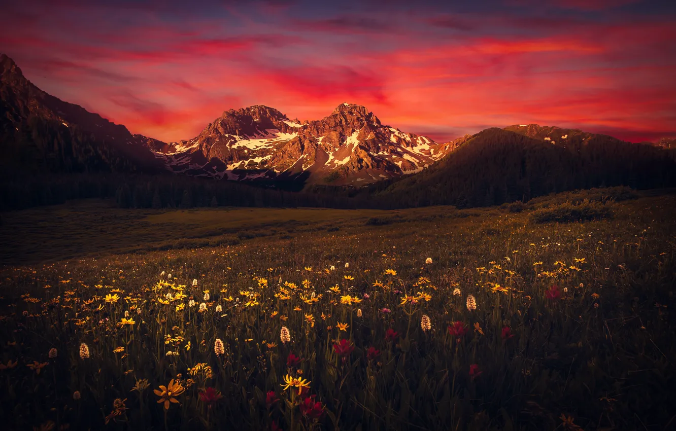 Photo wallpaper field, forest, the sky, landscape, mountains, nature