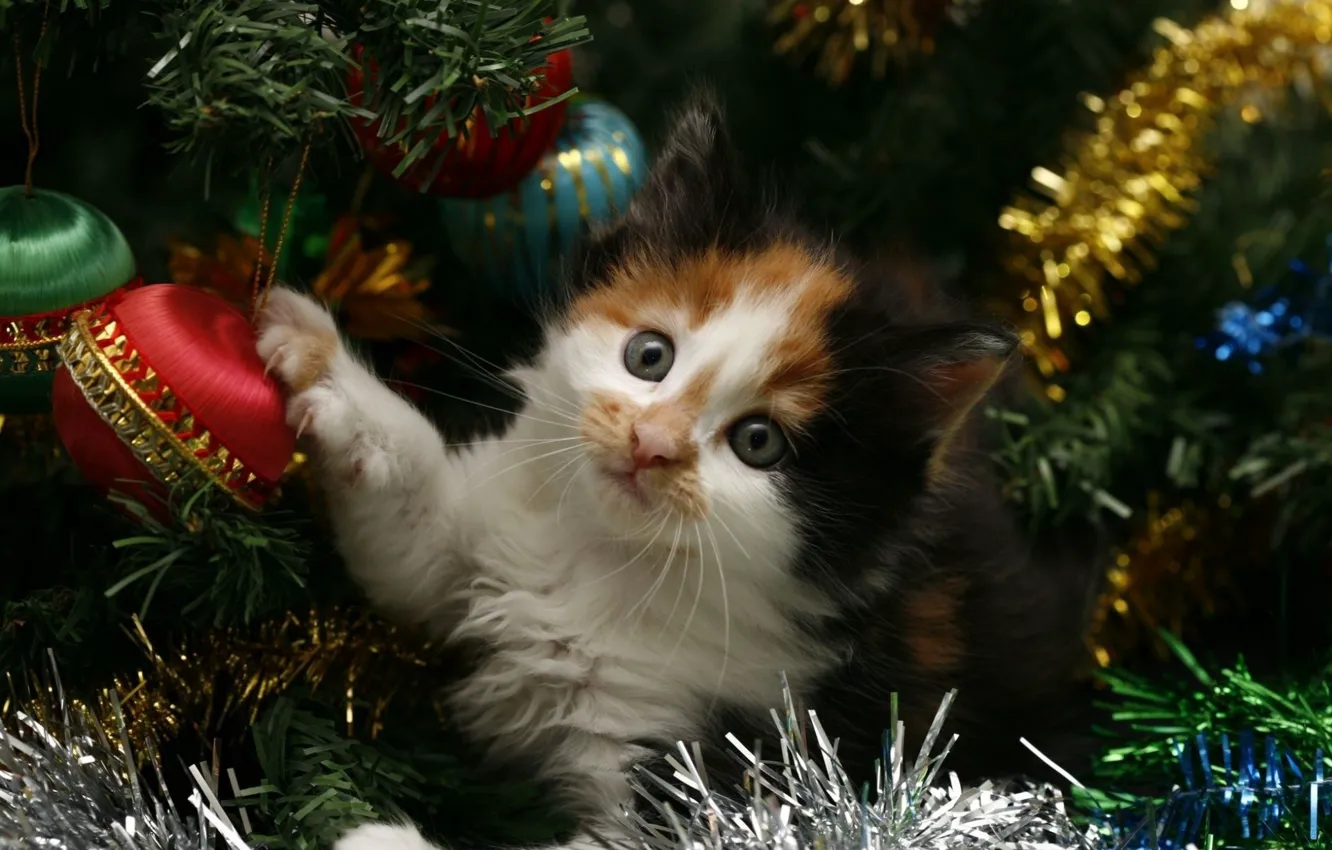 Photo wallpaper cat, cat, kitty, holiday, tree, new year, new year, tinsel
