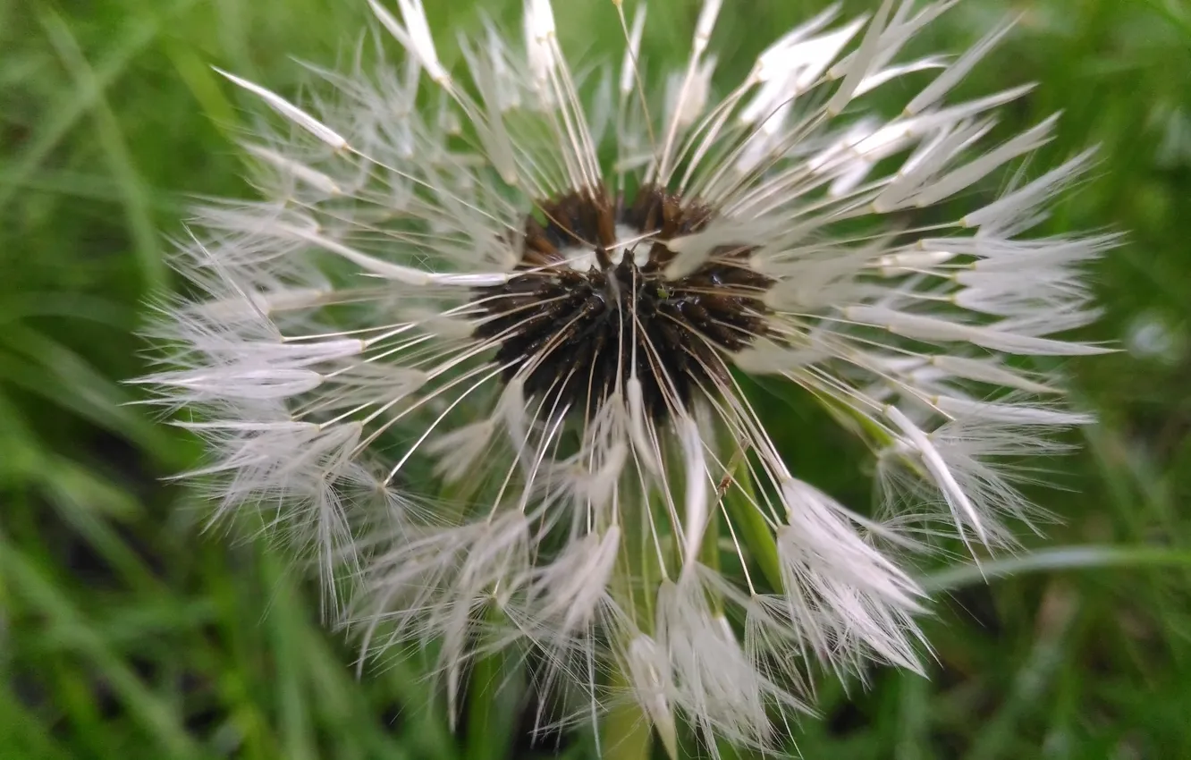 Photo wallpaper dandelion, seeds, Dry