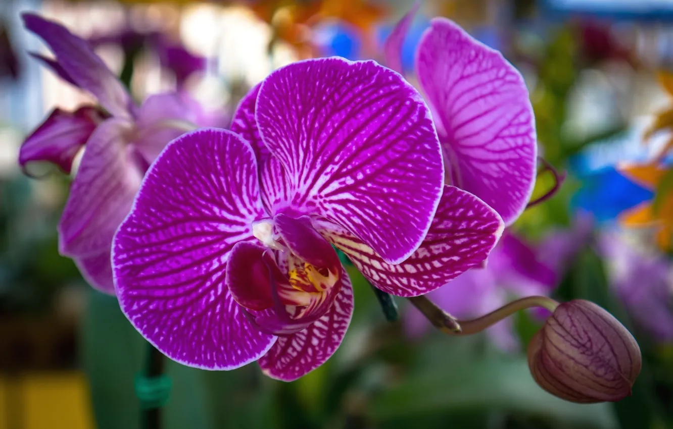 Photo wallpaper flowers, buds, Orchid