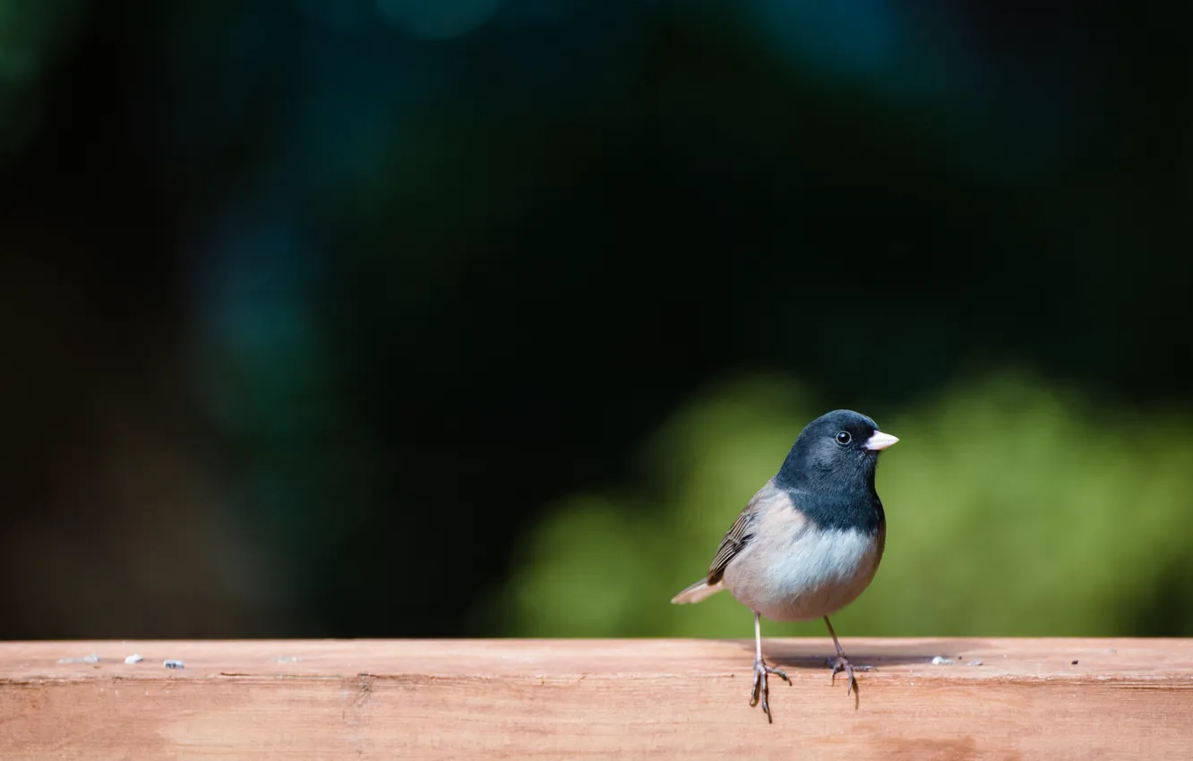 Photo wallpaper feathers, bird, baby