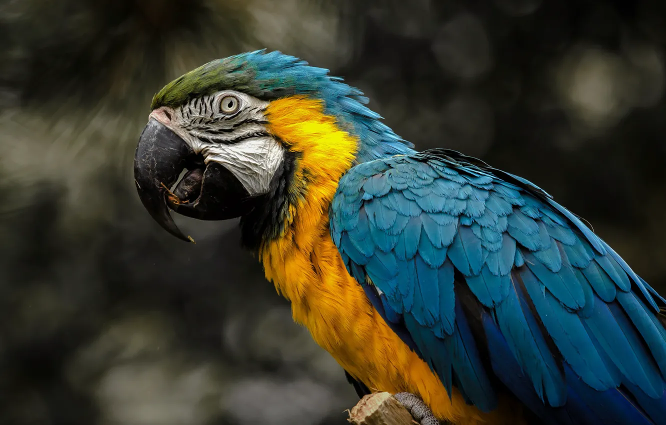 Photo wallpaper the dark background, bird, parrot, bokeh, Ara
