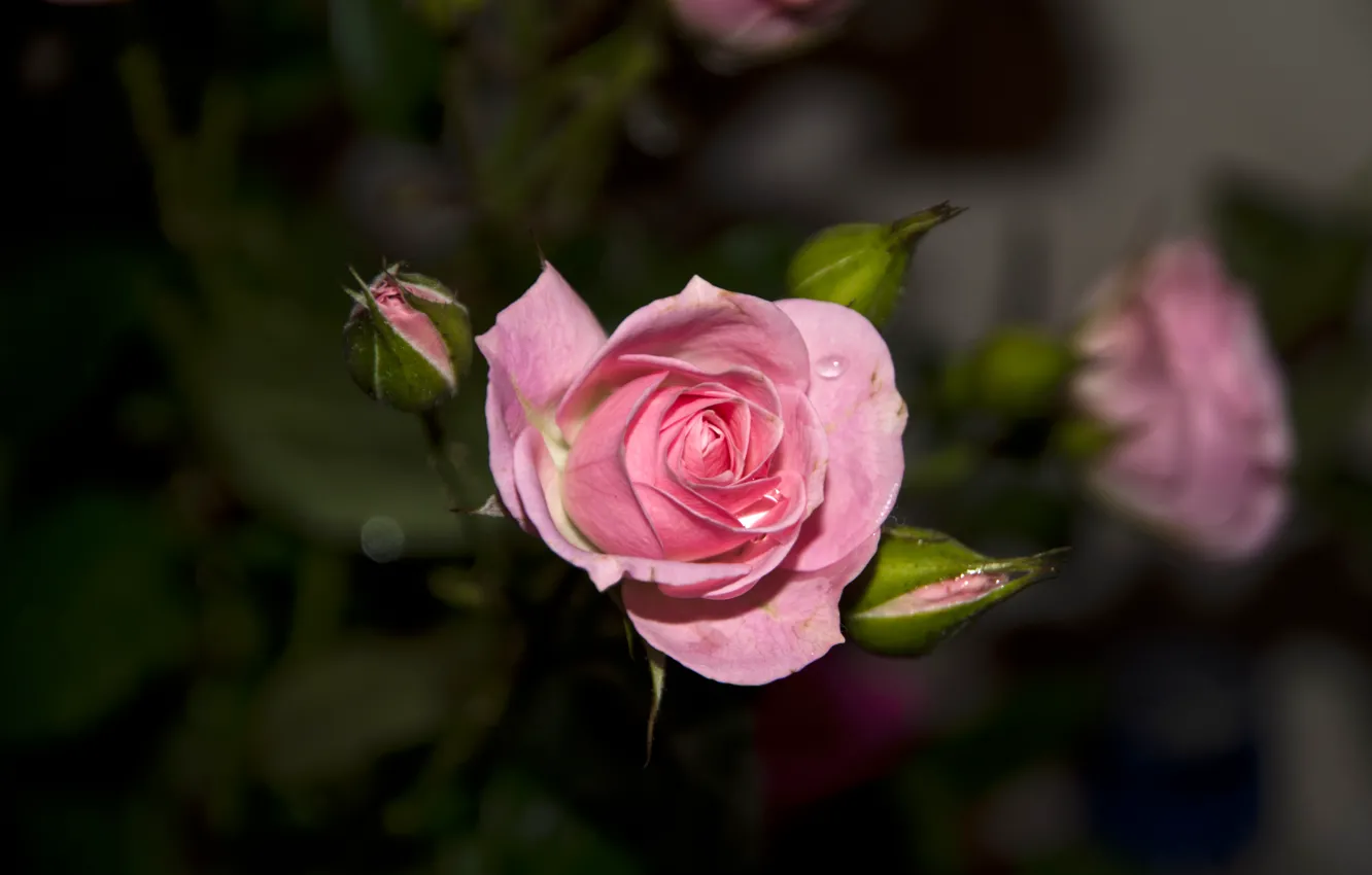 Photo wallpaper flowers, roses, petals, buds