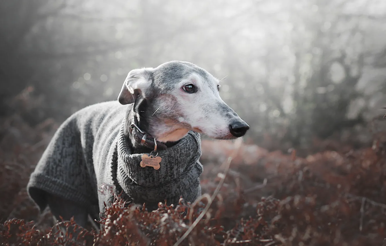 Photo wallpaper look, nature, clothing, dog, face