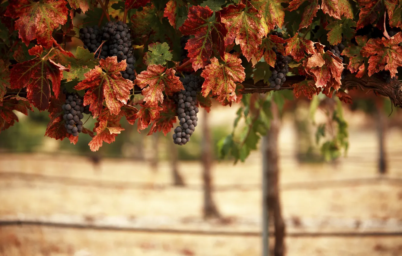 Photo wallpaper leaves, landscape, nature, vineyard, bunches, blur