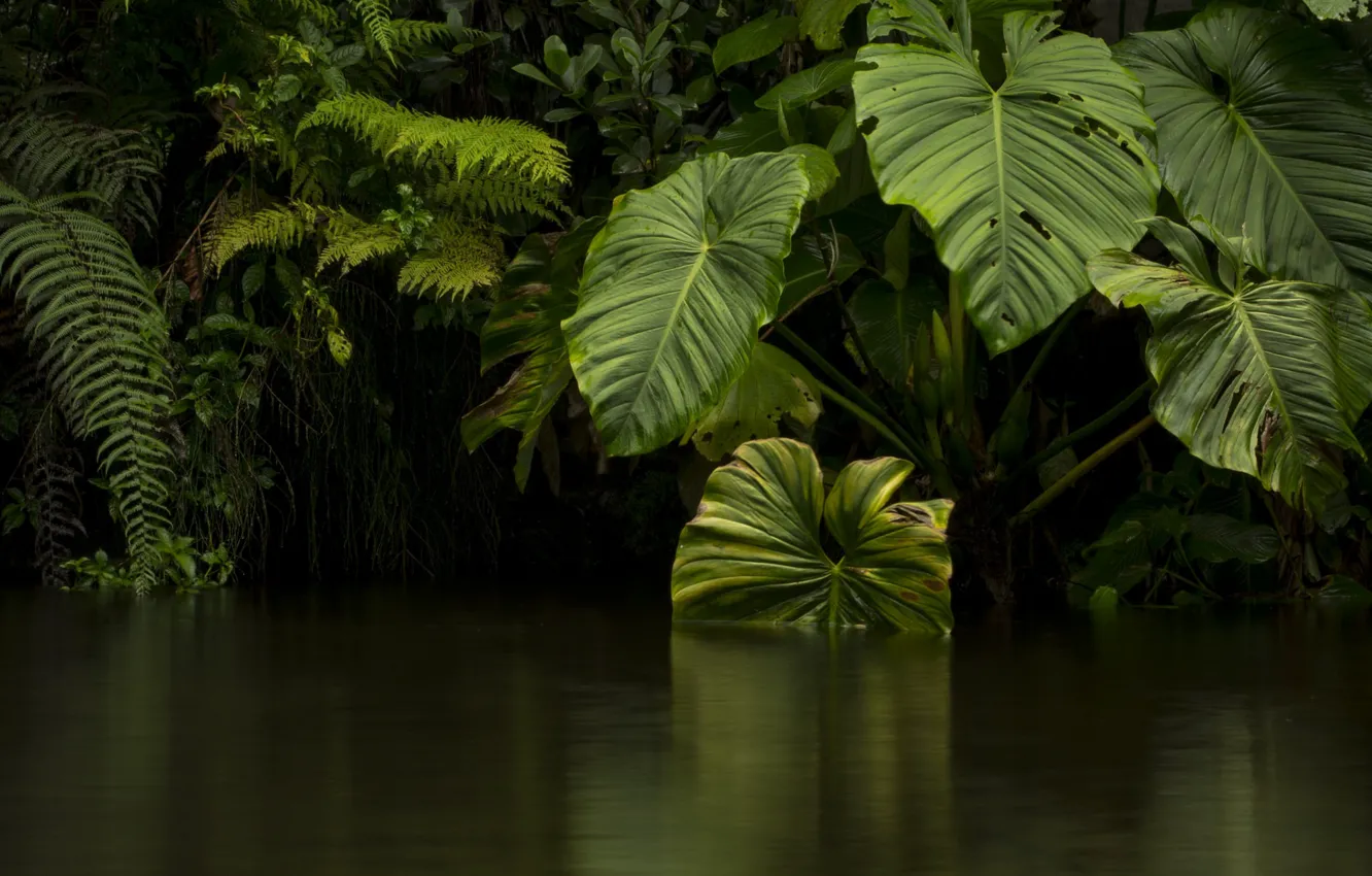 Photo wallpaper leaves, water, green, jungle