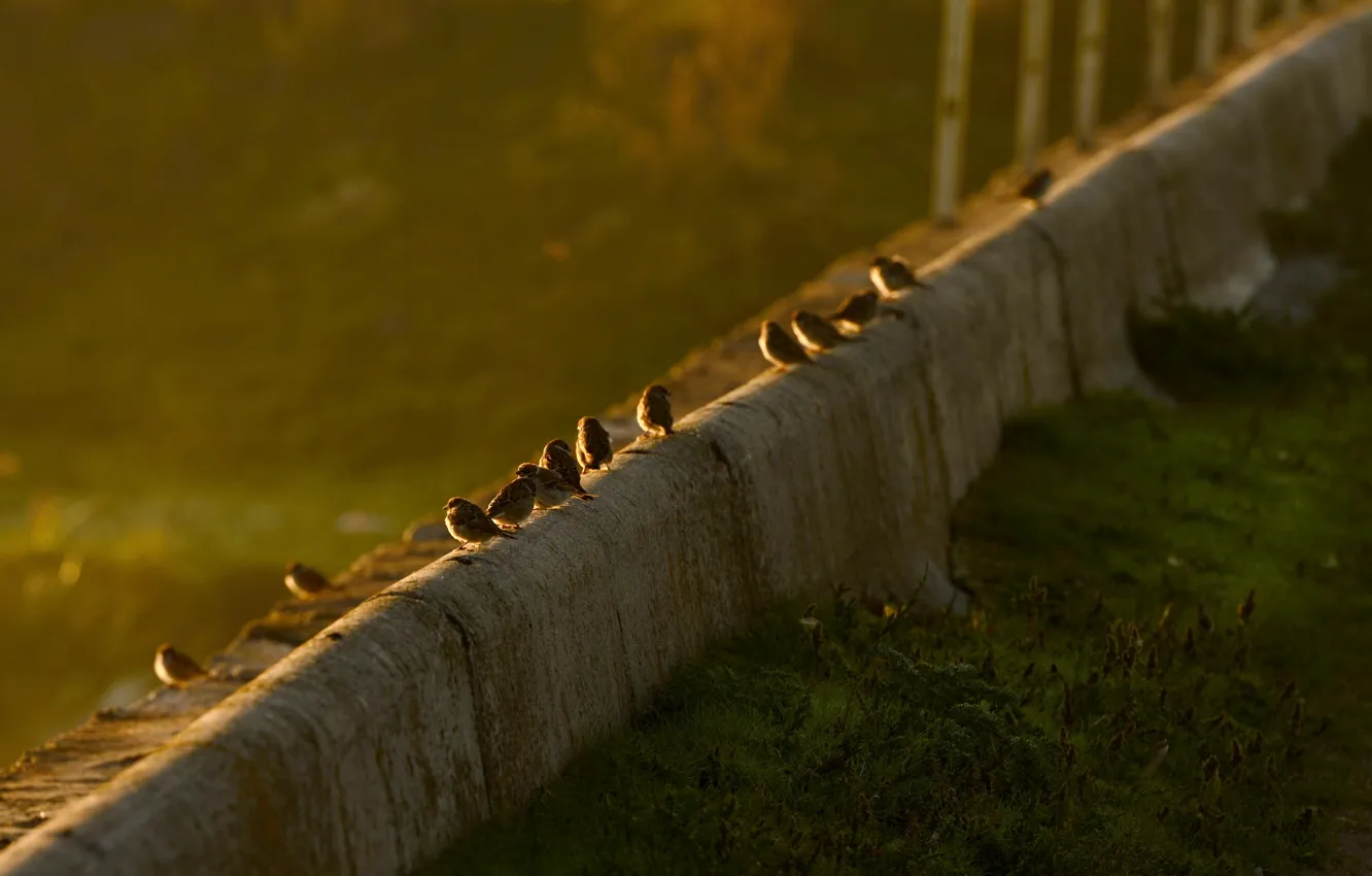 Photo wallpaper sunset, nature, Sparrow