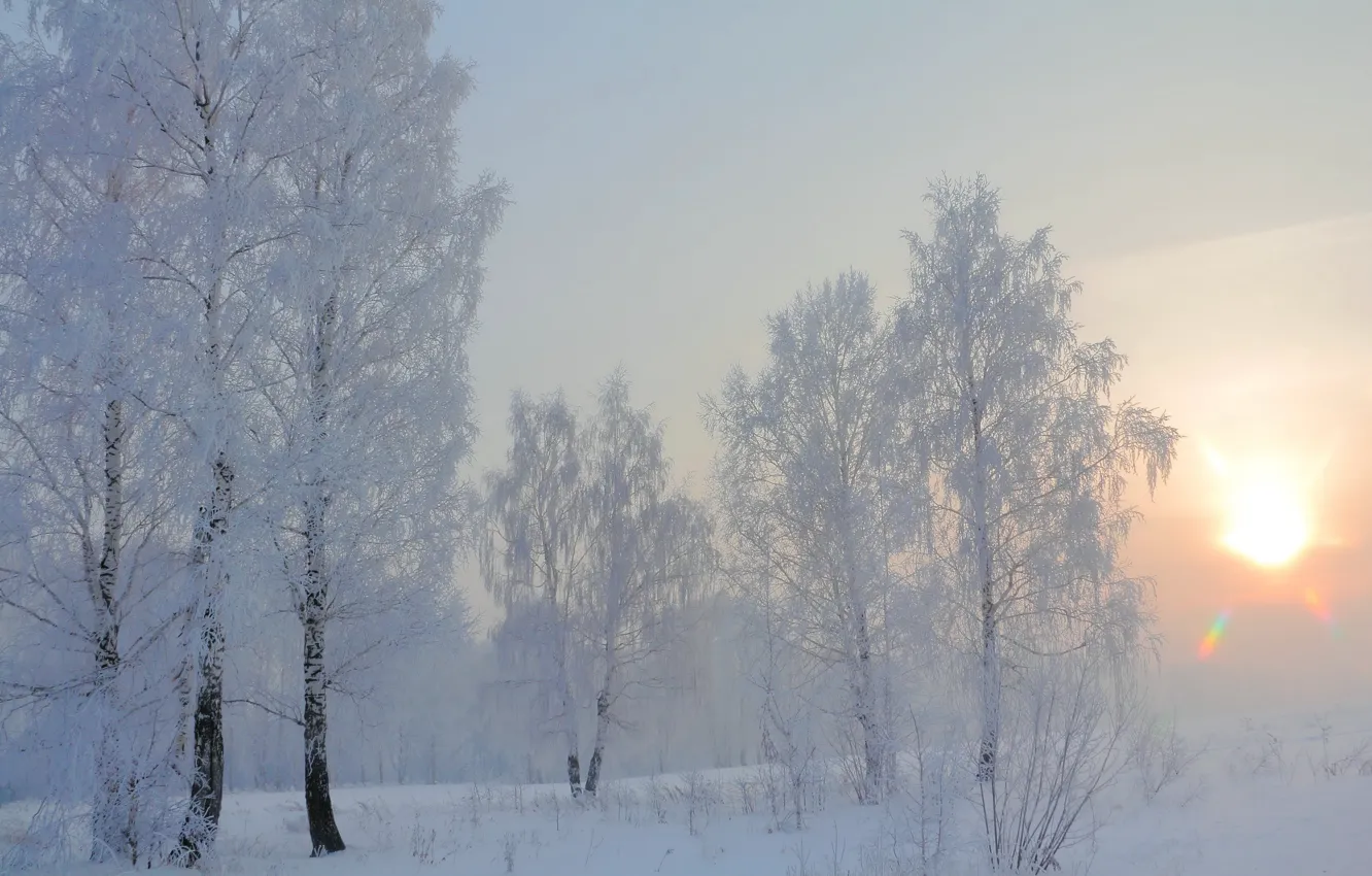 Photo wallpaper winter, snow, morning, birch