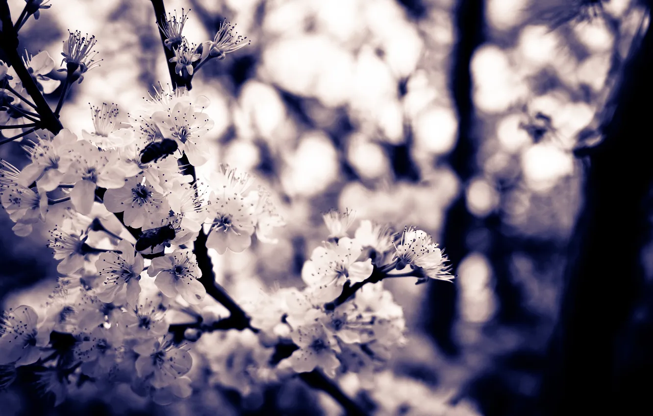 Photo wallpaper purple, the sky, flowers, nature, cherry, glare, lilac, branch