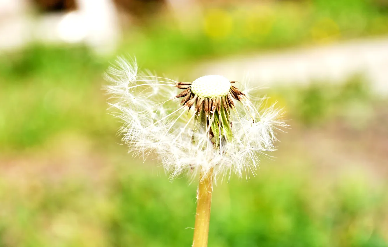 Photo wallpaper html, SGML, XHTML