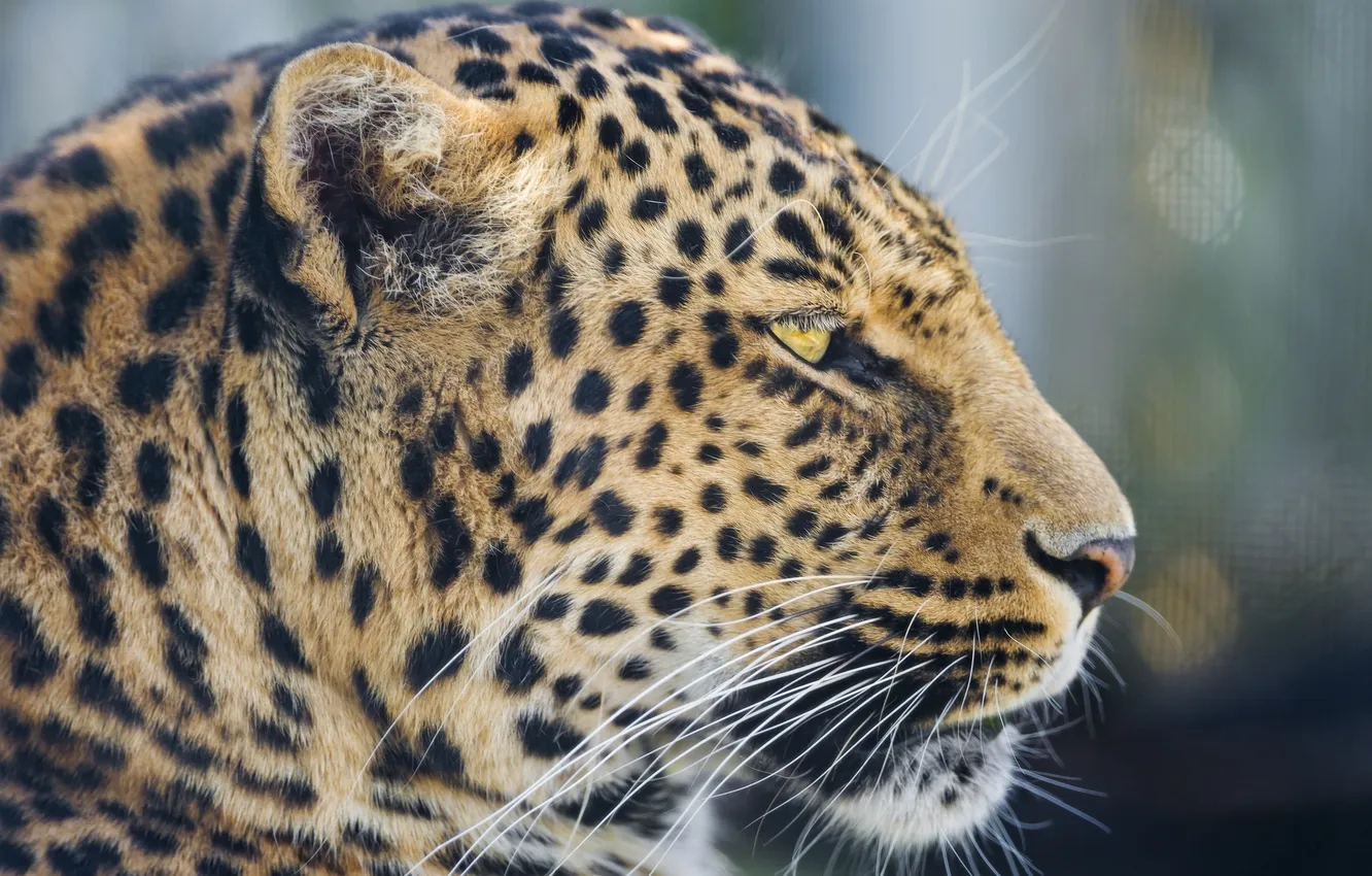 Photo wallpaper face, leopard, profile, wild cat